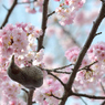 ヒヨドリ&桜_10
