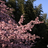 安行桜