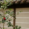 筑地に椿