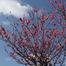 梅の花1