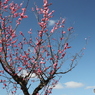 梅の花2