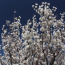 梅の花6