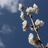 梅の花8