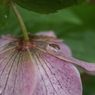 雨あがりⅠ