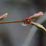 雨あがりⅢ