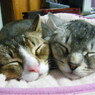 sleeping cats