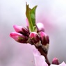 アーモンドの花②