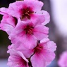 アーモンドの花⑦