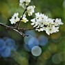 スモモの花・・・2