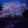 六義園の夜桜