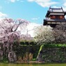 郡山城跡の桜 ～しだれ桜②～