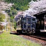 嘉例川駅の春