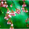 「気が早い桜の樹」小江戸川越散歩153