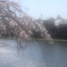 幻影桜