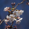 開花Ⅰ