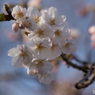 開花Ⅲ