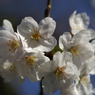 開花Ⅳ
