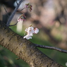 幹に咲いた桜