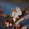桜色