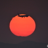 2018-3-24 夕日と飛行機3
