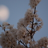 月明り