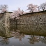 城と桜④