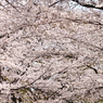 桜が咲いた２