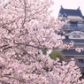 吉田桜