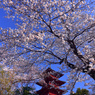 春の池上本門寺