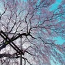 今年　桜初撮影