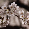 桜が咲いた４