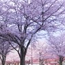 咲き誇る、、、。