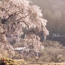 故郷の桜