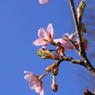 文殊山の河津桜