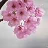 汐入陽光咲くラ～２０１８