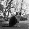 ボスネコさん