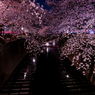 夜の桜