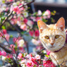 ネコさんと木瓜の花（4）
