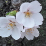 稲毛神社の桜
