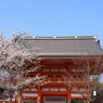 八坂桜