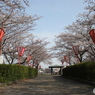 お花見