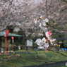 お花見2