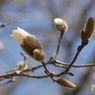 写真掌編『こぶし』１：こぶし咲く！：写真句