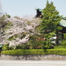 稲毛神社の風景2