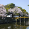 和歌山城の桜 #9　大手門　一の橋