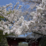 和歌山城の桜 #10　追廻門