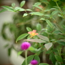 ポーチュラカ1 2017 S-Takumar 55mmF1.8/E-P2
