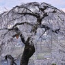 皆さんのもの(地蔵禅院のシダレザクラ①)