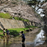 水遊びの子供たちと見守る桜