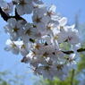 sakura。